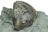 Wide, Enrolled Isotelus Trilobite - Indiana #325793-1